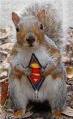 Ardilla Super