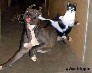 Gato Karateka
