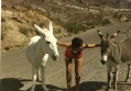 Dos Burros y Un Colega