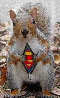 Ardilla Super