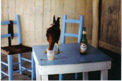 Gallo Bebedor