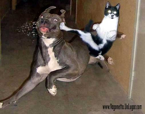 Gato Karateka