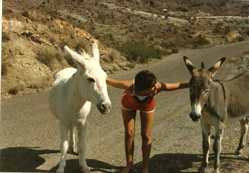 Dos Burros y Un Colega