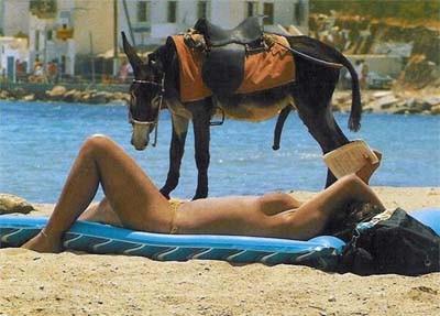Burro mal intensionado