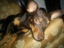 MASCOTA INGCO CREW