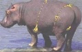 Hipopotamo